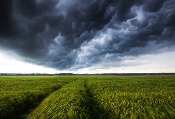 Gewitter mit Böenfront über einem Feld