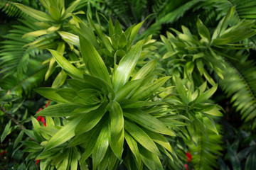 green summer tropical outdoor plant green leaves 
