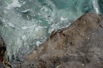 crab in water