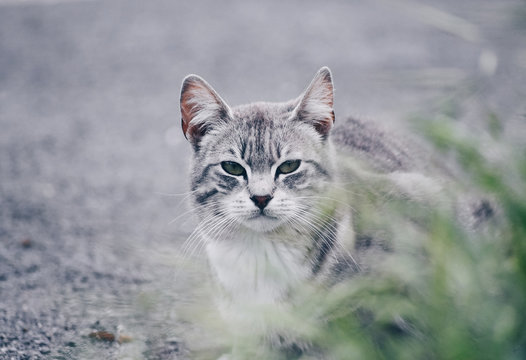  Beautiful portrait of a cat in the street. Free site for text