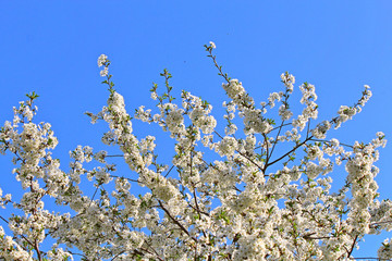 riot in spring flowering