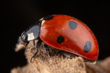 Tiny red ladybug with 4 spots on brown leaf
