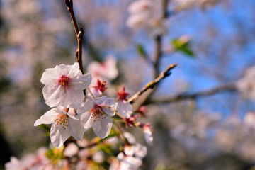 【神奈川県】横須賀市　諏訪大神社の桜