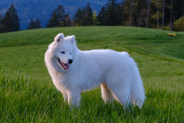 Beautiful young white Samoyed dog in sunset on the grass