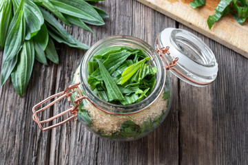 Preparation of ribwort plantain syrup against cough