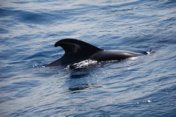 whale on the ocean