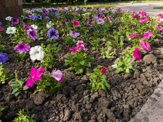 Beautiful flowers in the park and on the street..