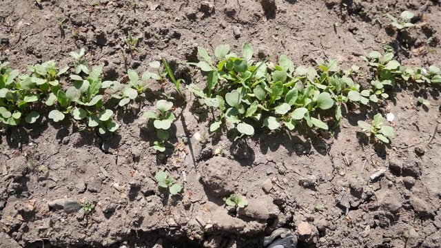 Young shoots of vegetable plants on cracked soil. Dry spring, lack of moisture. Vegetable Growing Factory