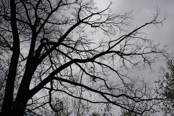 tree silhouette against a gray sky  