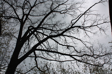 tree silhouette against a gray sky  