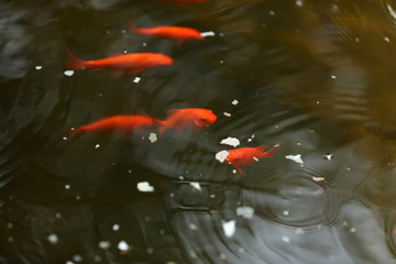 Goldfische in einem Teich