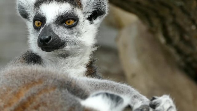 Muzzle lemur close up. Emotion of surprise. Surprised lemur. Wildlife primates. Life at the zoo.