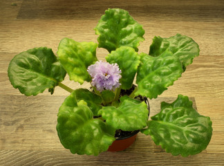 Blooming violet, beautiful shaggy leaves