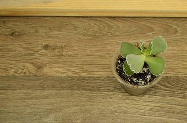 Small bore of Cotyledon on a wooden board