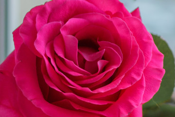Delicate pink rose Bud on blurred background Closeup