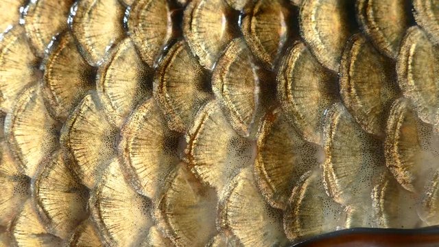 Fish scales on the fish. Texture of carp skin. A large fish carcass.