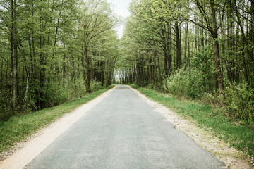 Obraz premium Gray asphalt forest road landscape.