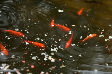 Goldfische in einem Teich