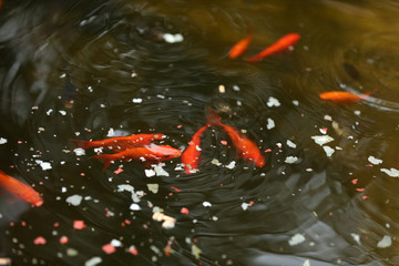 Goldfische in einem Teich
