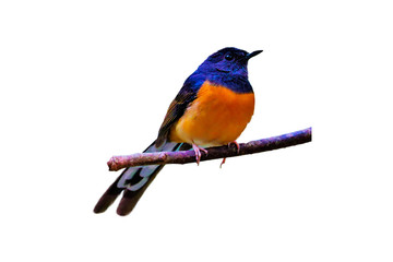 Obraz premium White-rumped Shama on the branch on white background