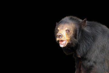 Fototapeta premium Asiatic Black Bear isolated