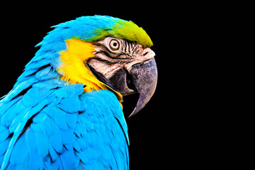 macaw isolated on black background © Akarat