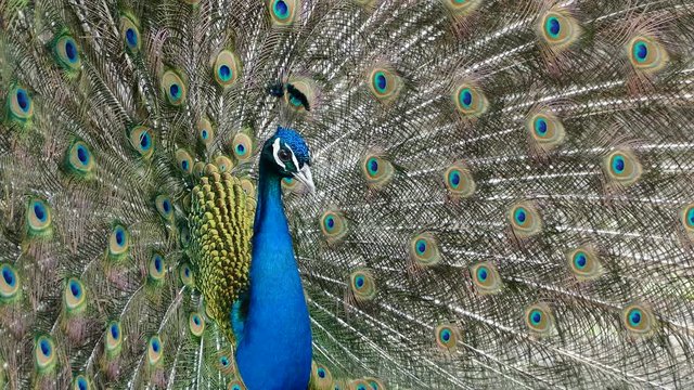 A peacock with an open tail flirts to his female. Adorned with beautiful feathers on the tail. Beautiful bird.