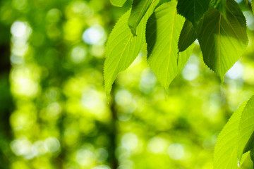 Fototapeta na wymiar Green leaves on green bokeh background, Natural green background