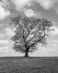 Black and White Lone Tree