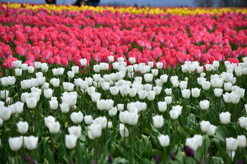 Fototapeta premium Mixed Tulips at Wooden Shoe Tulip Festival in Woodburn Oregon