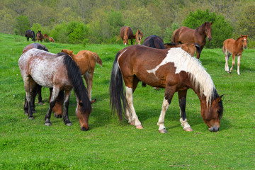 Fototapeta premium A herd of horses grazing on a green mountain meadow in Strandzha mountain, Bulgaria