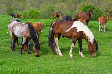 Naklejka na ściany i meble A herd of horses grazing on a green mountain meadow in Strandzha mountain, Bulgaria