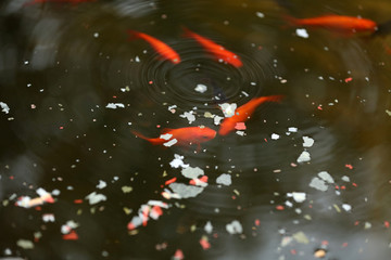 Goldfische in einem Teich