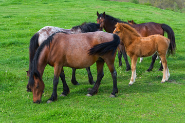 A herd of horses grazing on a green mountain meadow in Strandzha mountain, Bulgaria