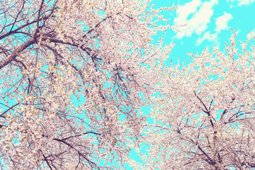 flowering cherry trees in the garden. spring background with cherry blossoms on blue sky background.