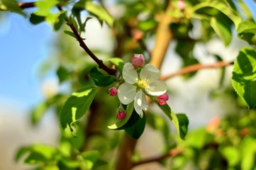 Obraz premium Apple blossoms