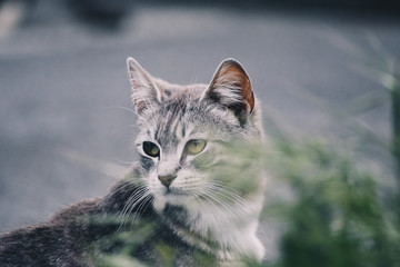  Beautiful portrait of a cat in the street. Free site for text