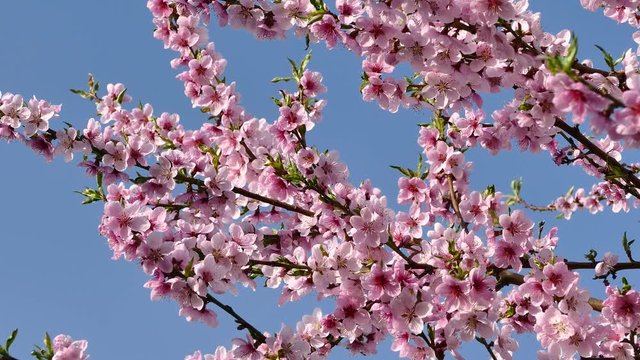 Beautiful bloom on the branches of a peach tree. Spring in the garden. Pink flowers against the blue sky.