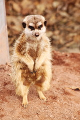 Fototapeta premium Cunning curious meerkat standing on its hind legs. National Park of Luxembourg. Outdoor. Concept is preservation and protection of rare species of animals. Selective focus.
