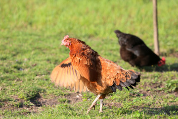 There must be chickens in the countryside on every farm