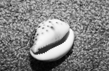 sea shell on the beach