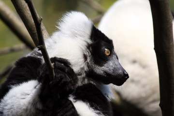 Lemur closeup