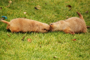 Dynamic mating game California marmots in the vast national park of Luxembourg. Outdoor. The...