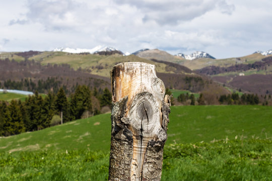 Old tree stump with the mountain landscape background - Image