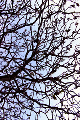 Abstract Nature Background. Silhouettes Of Branches. Cropped Shot Of A Tree.