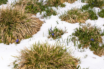 Little blue flowers growing from under the snow, nature awakening - Image