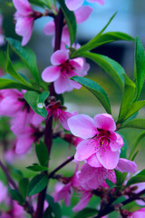 Blurred Pink Colors Of Nature. Small Pink Blooming Flowers. Flowers, Nature, Botanical Concept.