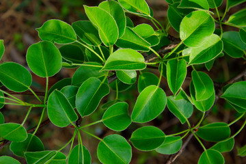 Cropped Shot Of A Tree. Green Leaves Background. Nature, Plants Concept. 