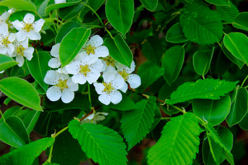 Cropped Shot Of A  Blooming Tree. Green Leaves And White Flowers Background. Nature, Plants Concept. 