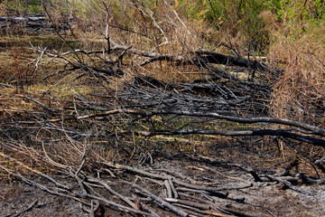 Fototapeta premium Cropped Shot Of A Burnt Wood. Burnt Trees On The Ground After A Forest Fire. Nature, Forest Fires, Environmental Protection Concept.
